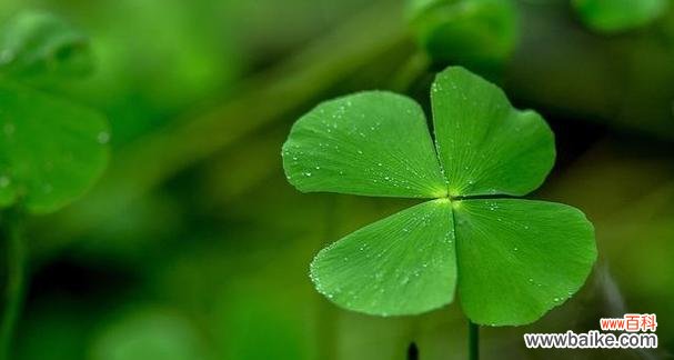 探寻幸运草花语的秘密及其象征意义 幸运草的花语——带来好运与幸福的象征