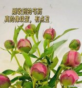 芍药的花语与开花时间有何关联？