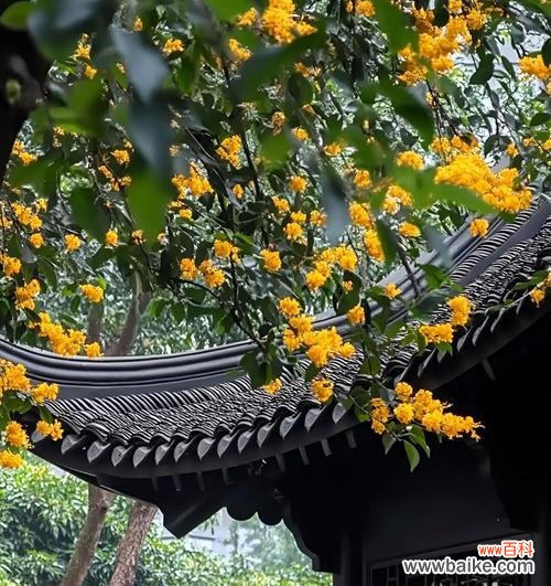 女人芬芳象征着什么?