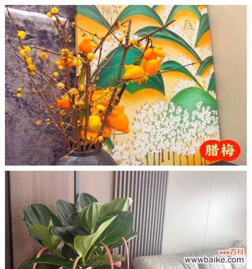春节迎春的花语是什么？这些花如何表达节日的喜悦？