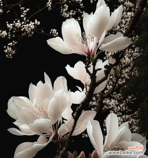 玉兰花的花语有哪些？