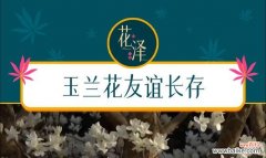 玉兰花的花语有哪些？
