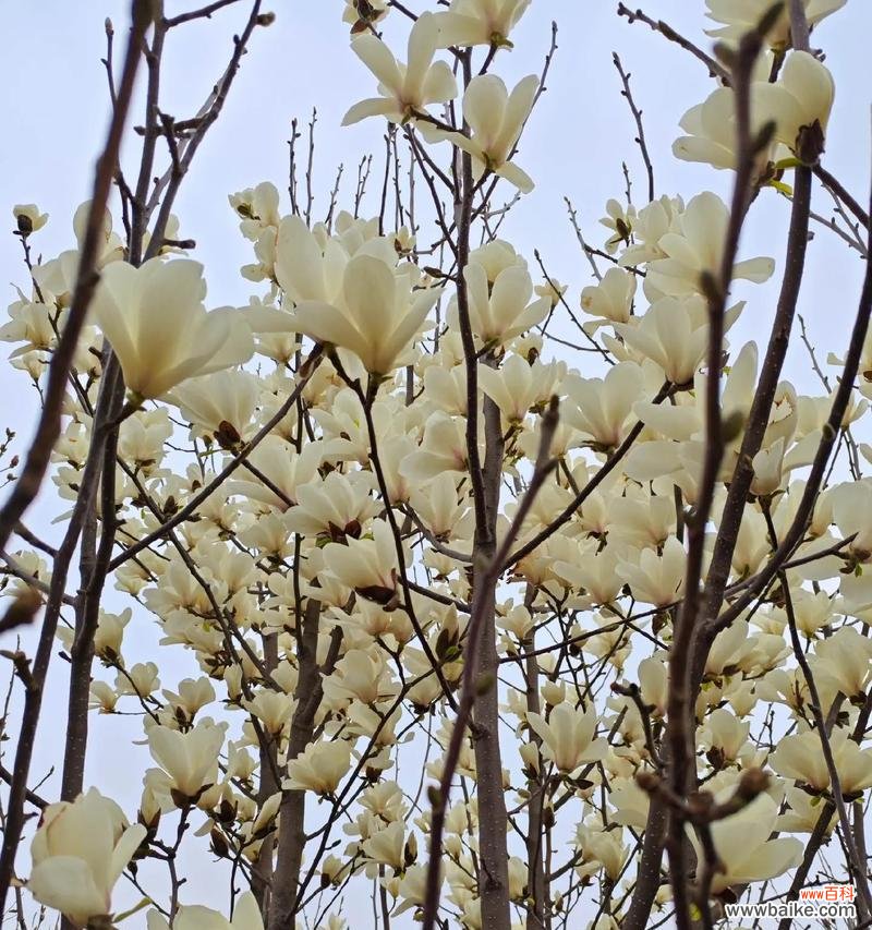 玉兰花的花语有哪些？