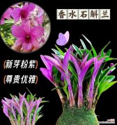 石斛兰香水所代表的花语含义是什么？