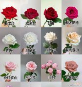 见面时送哪种颜色的玫瑰花最合适？