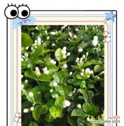 白茉莉的花语有何含义？代表什么？