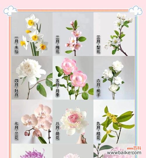 十二星座双鱼花语代表什么含义?