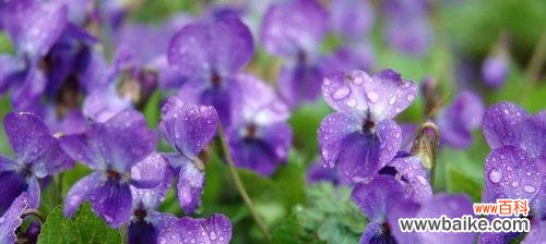 探索紫罗兰的花语与意义,揭示其隐含的情感和价值 紫罗兰花语及其寓意的探究