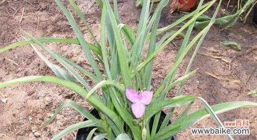 探索紫露草花朵中蕴含的深意 紫露草的花语与寓意