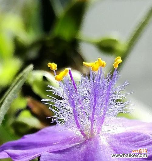 探索紫露草花朵中蕴含的深意 紫露草的花语与寓意