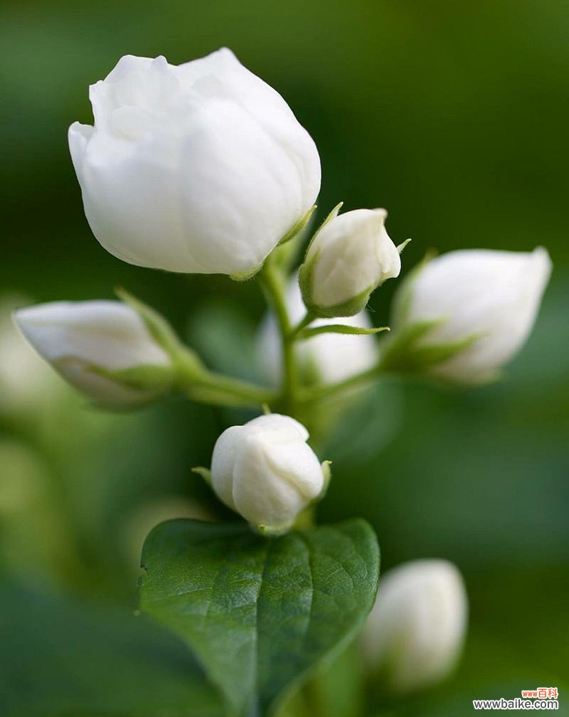 青栀子花语代表什么?如何用青栀子花语表达祝福?