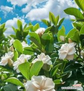 青栀子花语代表什么？如何用青栀子花语表达祝福？