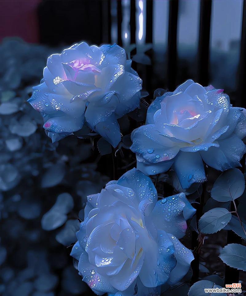 情人浪漫的花语是什么?如何用花表达爱意?