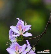 探究紫荆花的神秘内涵，传递心灵的美丽 紫荆花的花语与象征意义