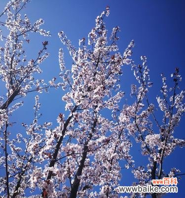 探索紫叶李花语的美妙含义 紫叶李的花语——爱与希望