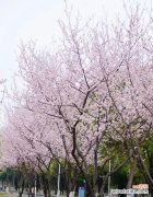 探索紫叶李花语的美妙含义 紫叶李的花语——爱与希望