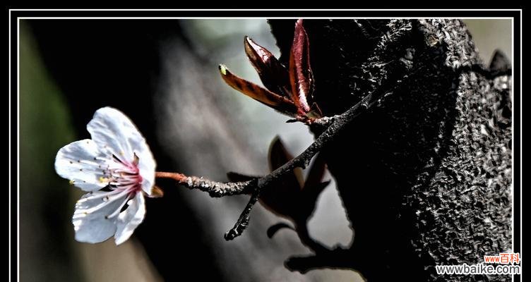 探索紫叶李花语的美妙含义 紫叶李的花语——爱与希望