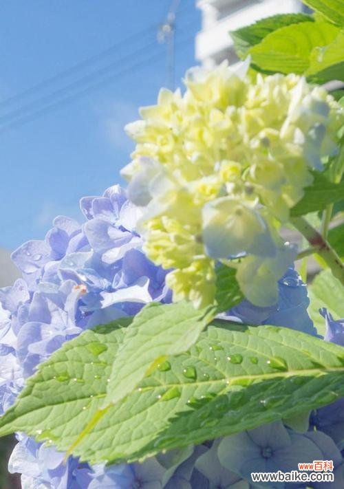 探索紫阳花的意义，带给你的生活满满的幸福和力量 紫阳花的花语