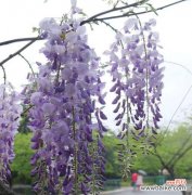 探寻紫藤花的神秘之美 紫藤花的花语与意义