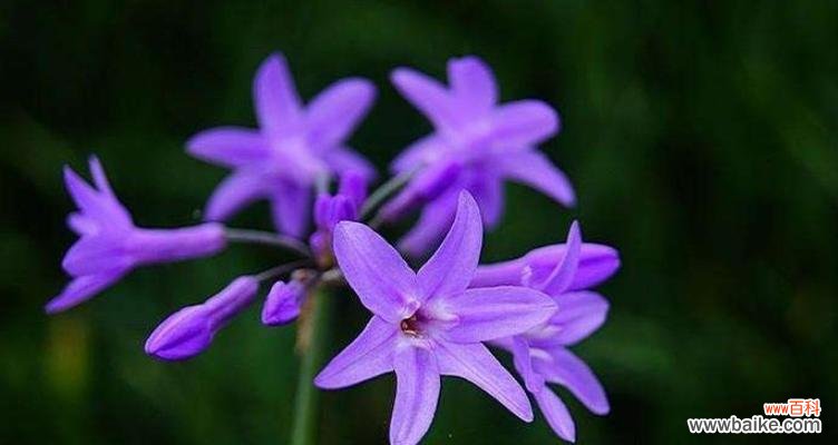 探寻幸运与祝福的象征 紫色三叶草的花语