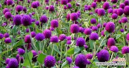 探寻幸运与祝福的象征 紫色三叶草的花语