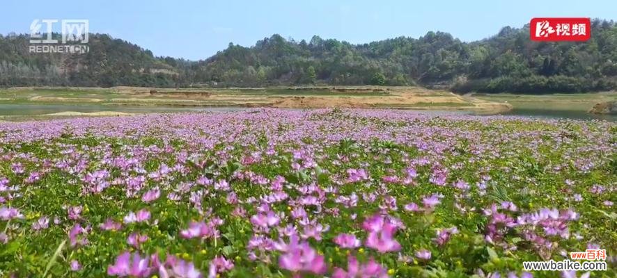 探索紫云英花语的深层涵义 紫云英花语的意义与魅力