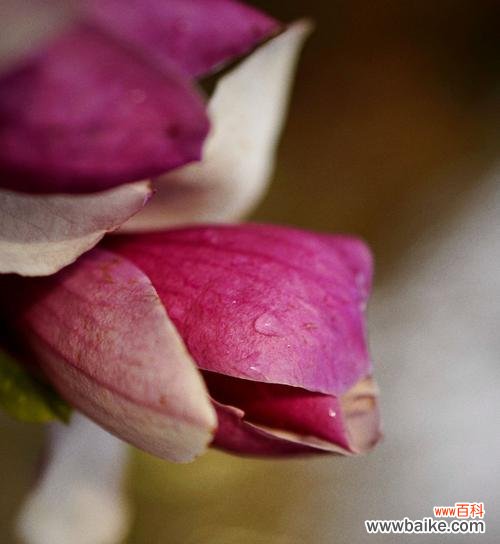 深情厚谊、美丽纯洁、坚韧不拔 紫玉兰花语之含义与象征