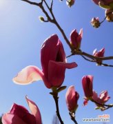 深情厚谊、美丽纯洁、坚韧不拔 紫玉兰花语之含义与象征