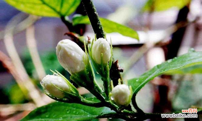 传递温馨与美好的茉莉花 茉莉的花语