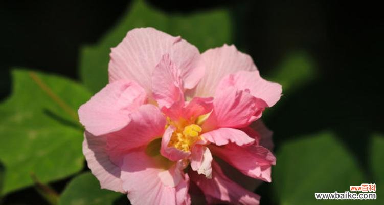 探究芙蓉花的象征意义及文化价值 芙蓉花的花语