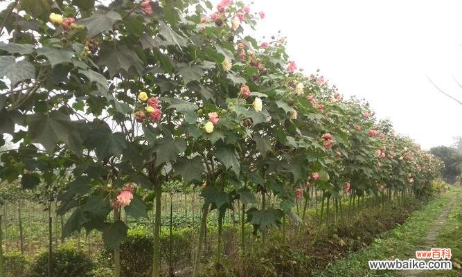 探究芙蓉花的象征意义及文化价值 芙蓉花的花语
