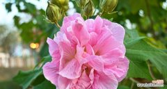 探寻芙蓉的花语与内涵 芙蓉之美，花开心灵