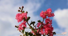 探寻紫薇花的神秘力量 紫薇花的寓意与作用