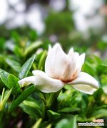 花开云端，馥郁芬芳悠远流传 栀子花语——传递爱与美的使者