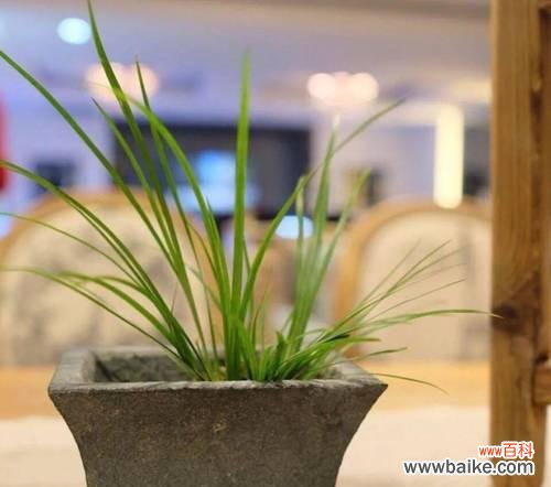 菖蒲花开，映照生命的美丽与意义 菖蒲