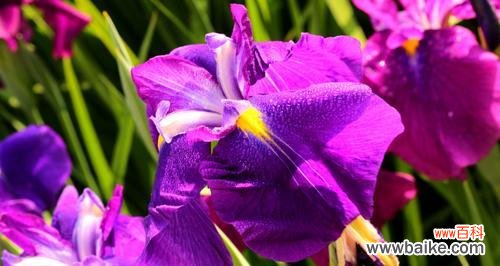 菖蒲花开，映照生命的美丽与意义 菖蒲