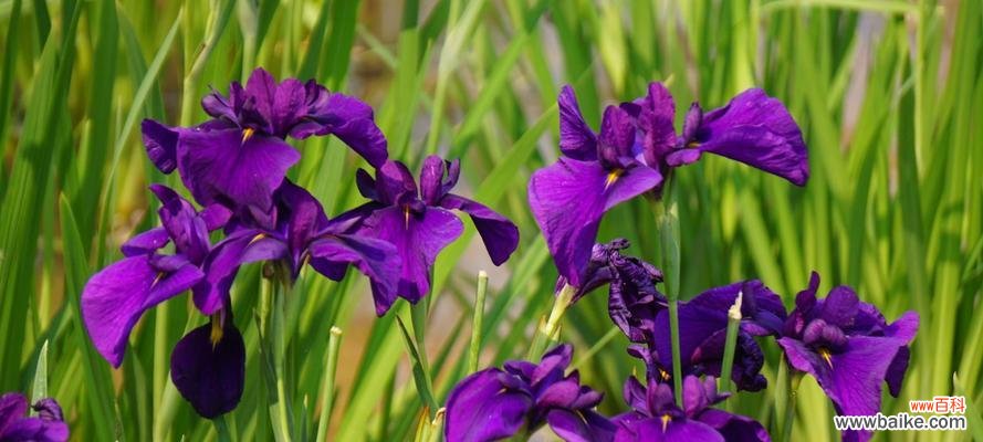 菖蒲花开，映照生命的美丽与意义 菖蒲