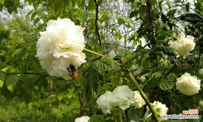 倾诉情感的花朵与执念的象征 荼蘼花语