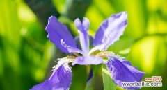探寻鸢尾花的花语之美 鸢尾的花语