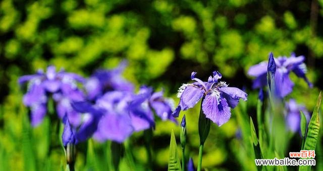 探寻鸢尾花的花语之美 鸢尾的花语