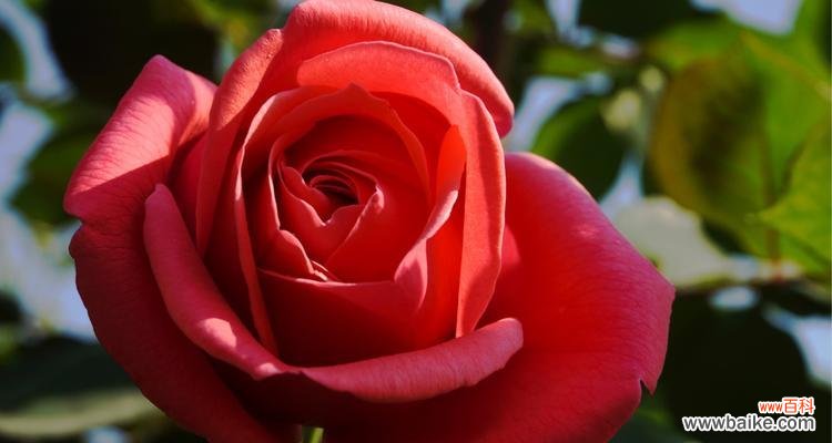 盛夏之花的暖意与热情 橘色月季的花语与寓意