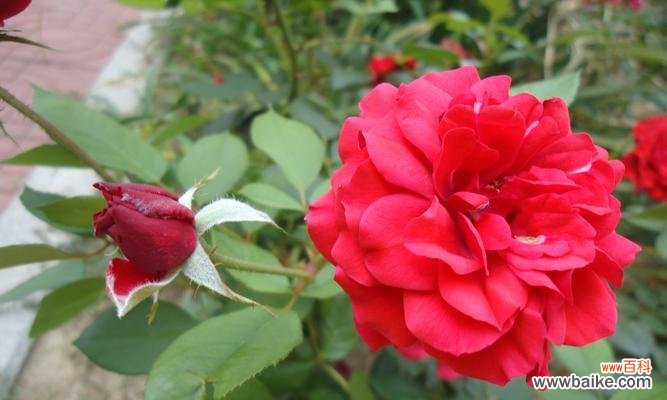 盛夏之花的暖意与热情 橘色月季的花语与寓意