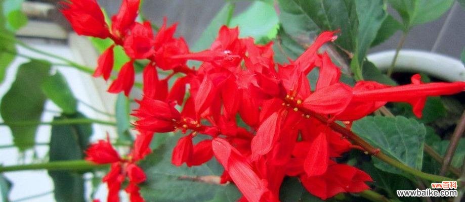 探寻一串红的神秘之美 一串红的花语及其象征意义
