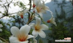 探秘油桐花的花语 油桐花的花语与意义