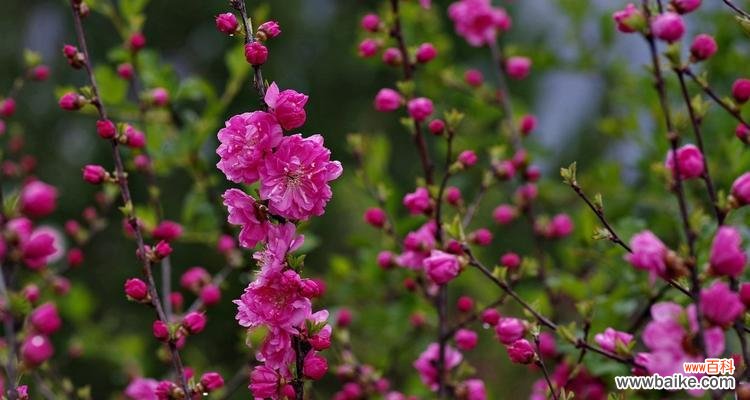 寻找幸福密码——以榆叶梅的花语为线索 以榆叶梅的花语探索幸福的秘密