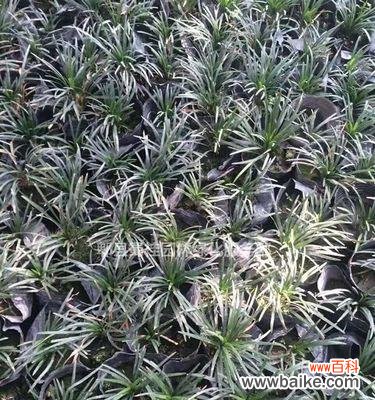 揭开玉龙草的神秘面纱 玉龙草