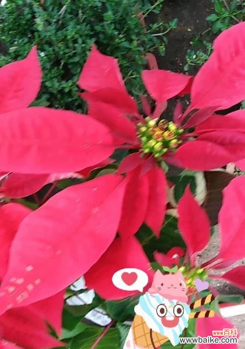 探索一品红的寓意与美丽 一品红