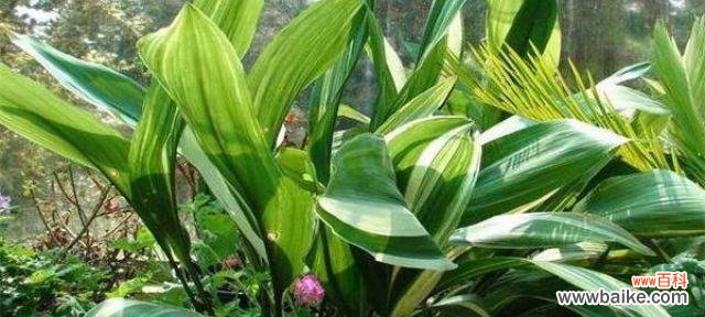 一叶兰 探寻一叶兰的花语之美