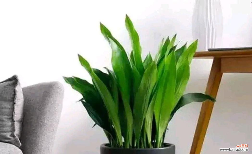 探寻一叶兰的美丽与力量 一叶兰