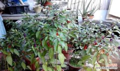 培育健康植物从移植苗开始 移植苗的意义与技巧